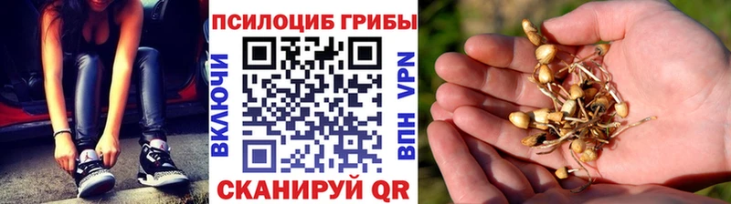 Псилоцибиновые грибы GOLDEN TEACHER  Волоколамск 